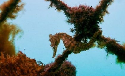 Hippocampus whitei seahorse on an artificial net. A small seahorse hanging off a seaweed covered fence underwater